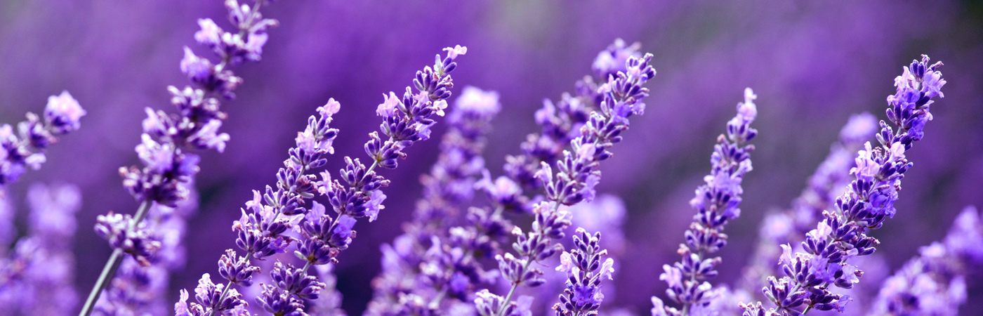 Lavender-banner 